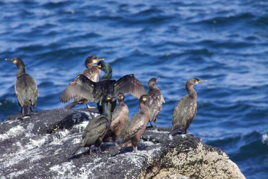 Image of European Shag