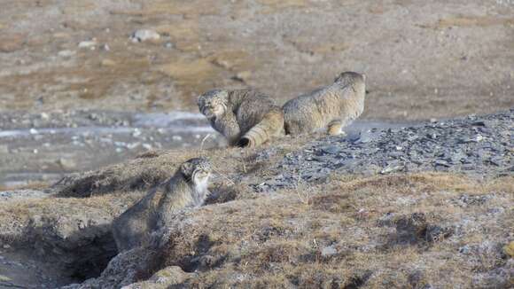 Image of Pallas’s cat