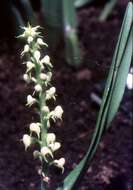 Image of Yellowspike orchids