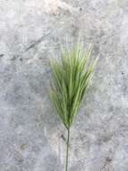 Image of Bromus fasciculatus C. Presl