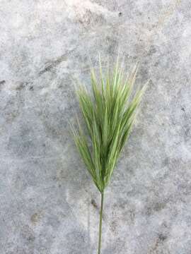 Image of Bromus fasciculatus C. Presl