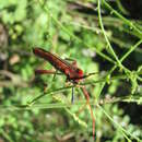 Image de Plectropoda bicolor (Haglund 1895)