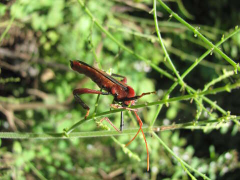 Image of Plectropoda bicolor (Haglund 1895)