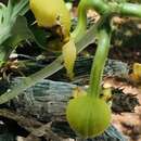 Image of Catasetum integerrimum Hook.