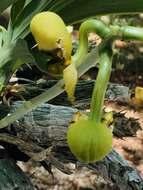 Image of Catasetum integerrimum Hook.