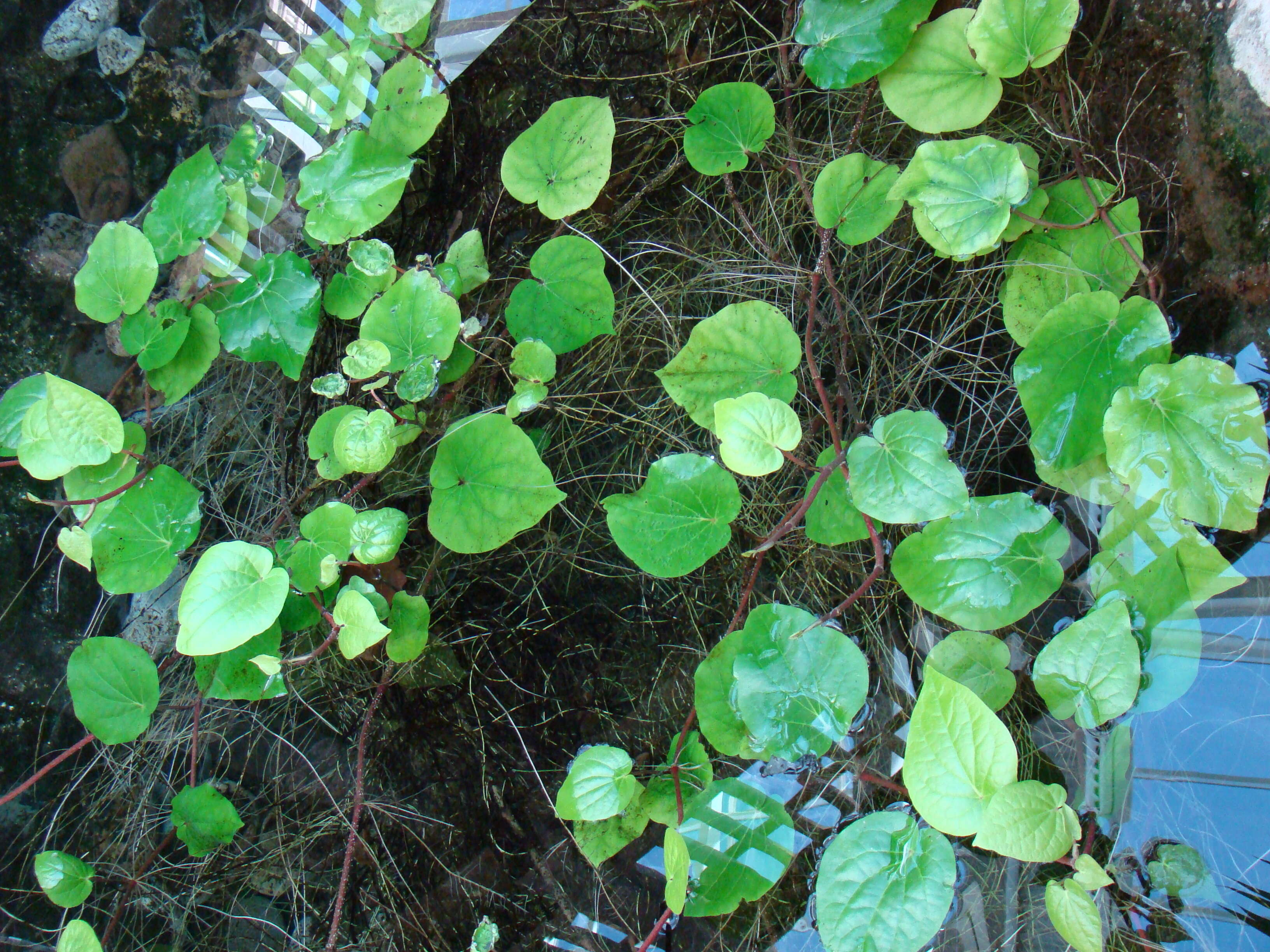 Image of Betel pepper