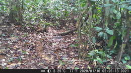 Image of African Palm Squirrel