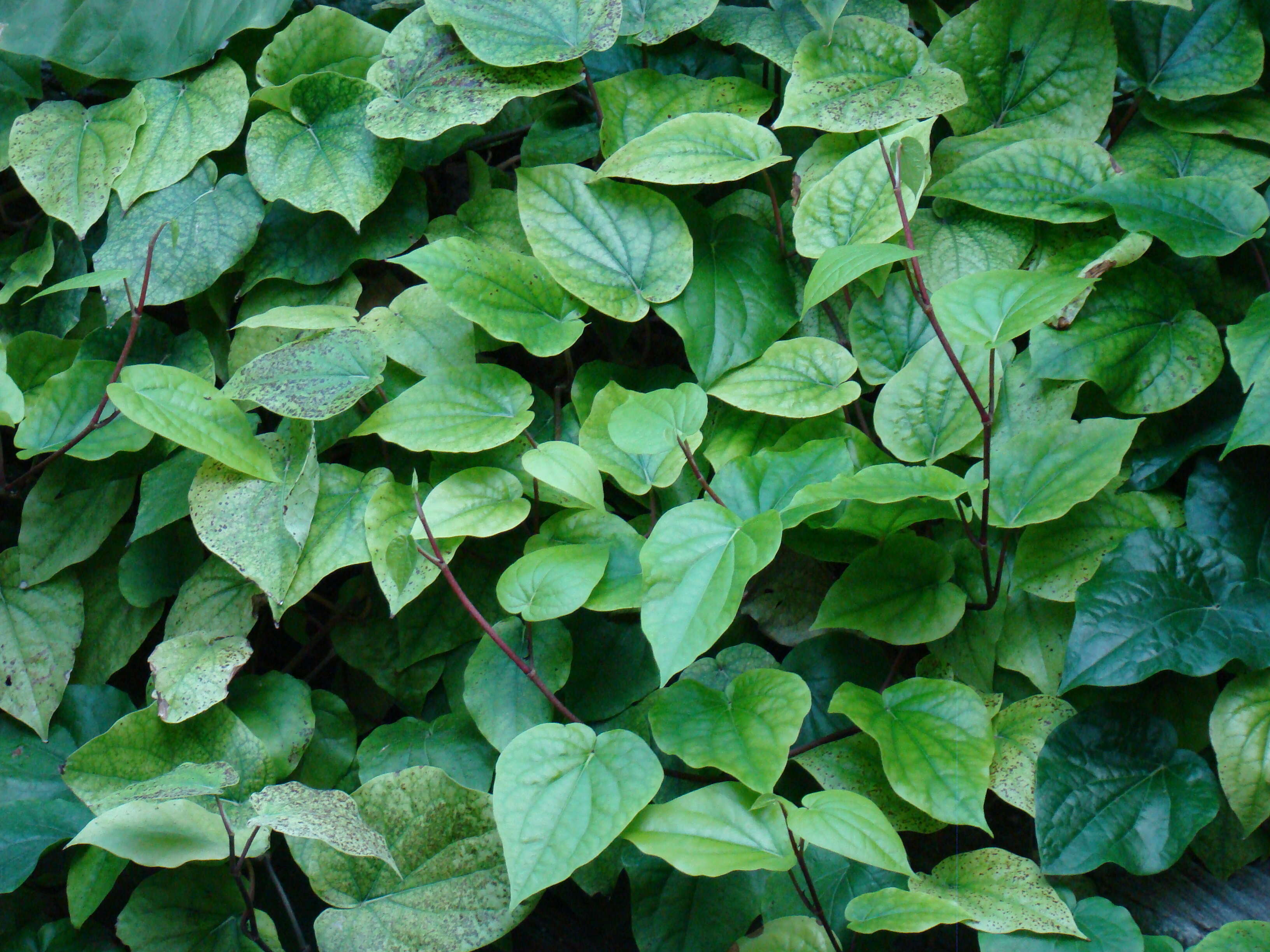 Image of Betel pepper