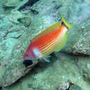 Image of Scarlet wrasse