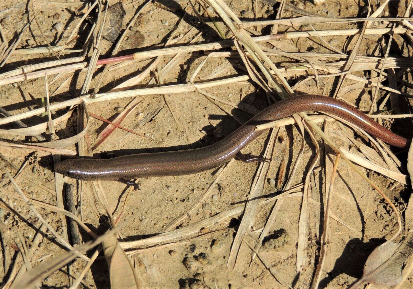 Image of Fine-spotted Mulch-skink