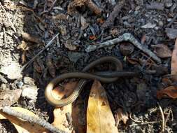 Image of Striated Worm-lizard