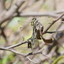 Image of Hemigomphus gouldii (Selys 1854)