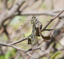 Image of Hemigomphus gouldii (Selys 1854)