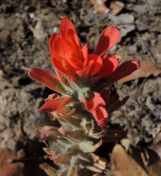 Слика од Castilleja auriculata Eastwood