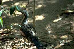 Image of Bush Stone-curlew