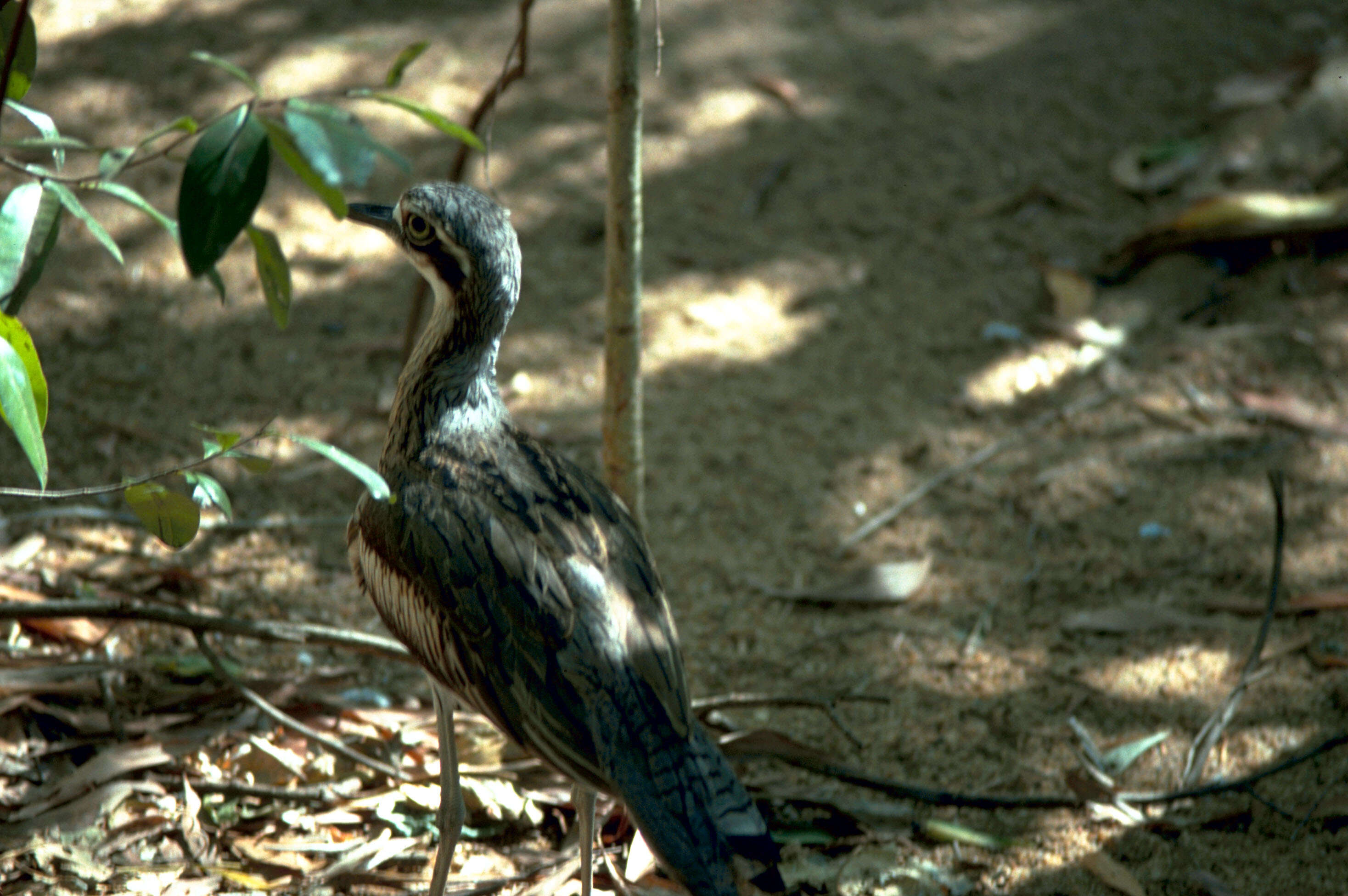 Image of Bush Stone-curlew