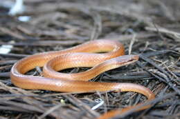 Image of Pine Woods Littersnake