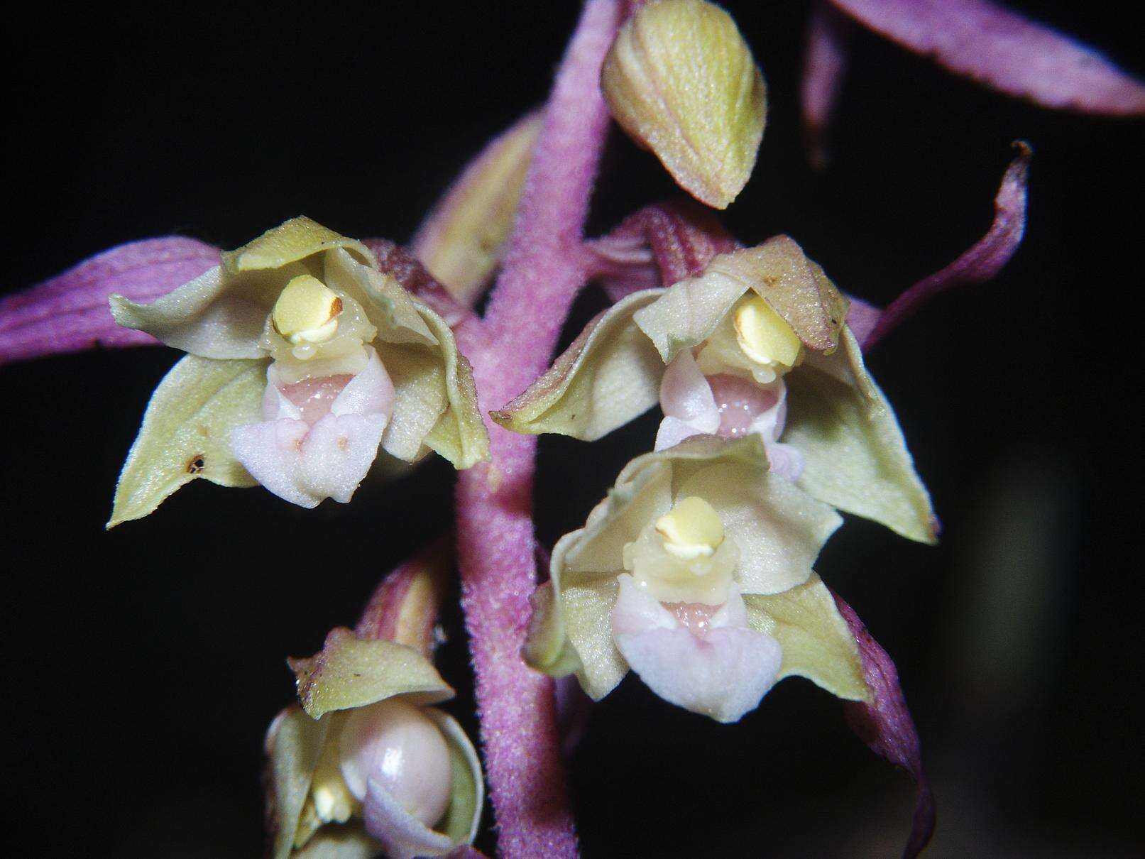 Imagem de Epipactis purpurata Sm.