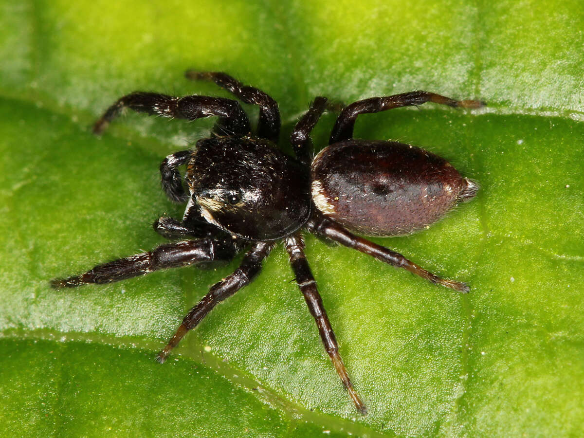 Plancia ëd Metaphidippus manni (Peckham & Peckham 1901)