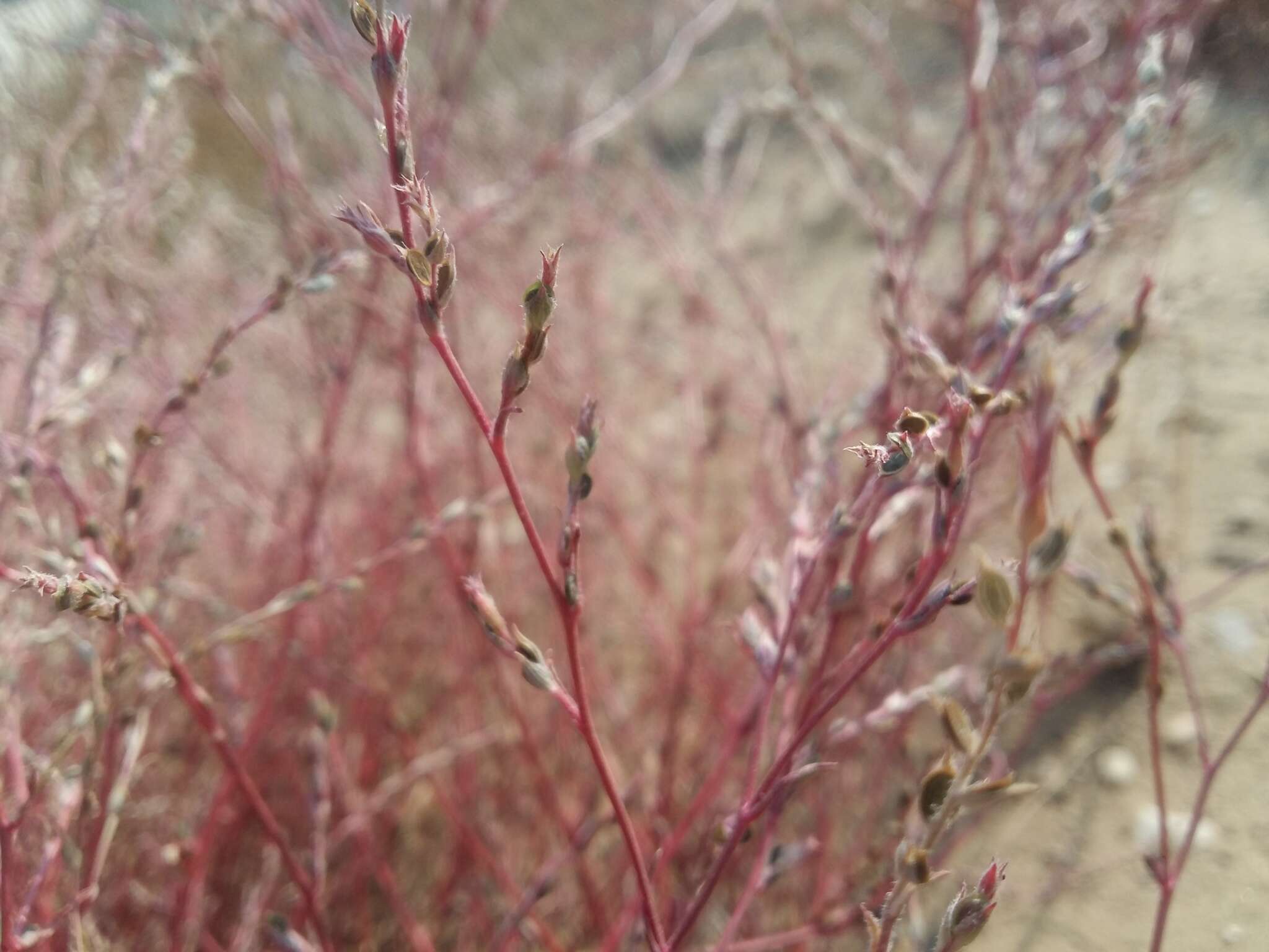 Image of Corispermum orientale Lam.