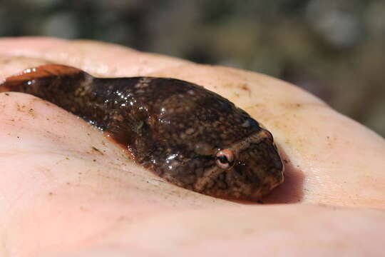 Image of Common cling-fish