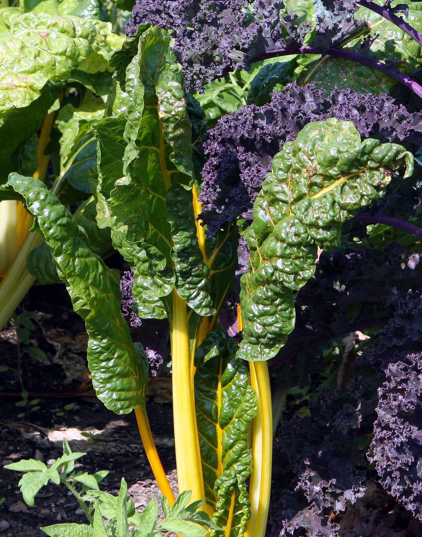 Image of Beta vulgaris subsp. vulgaris Altissima