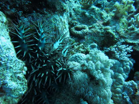 Image of crown of thorns starfish