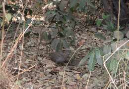 Image of Double-spurred Francolin