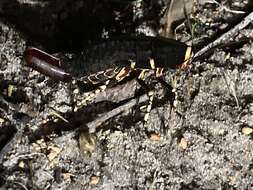 Image of native cockroach ( Australia )