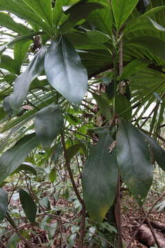 Image de Illicium parviflorum Michx.