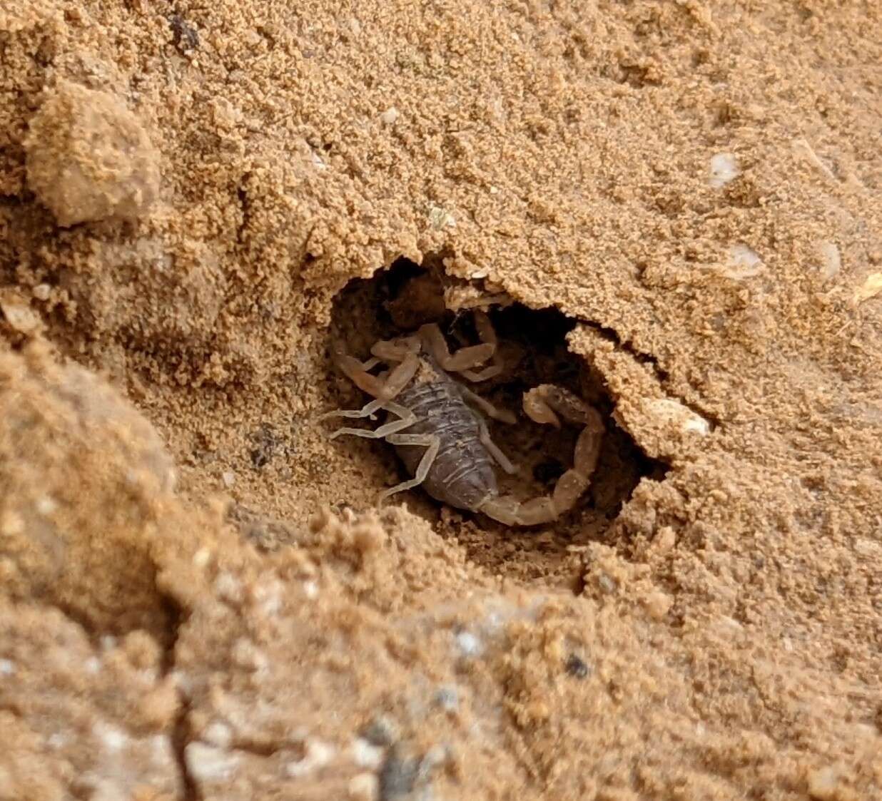 صورة Leiurus hebraeus (Birula 1908)