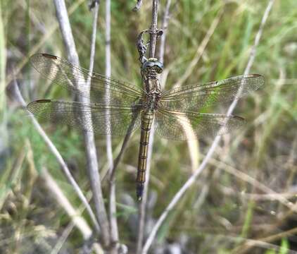 Image of <i>Orthetrum coerulescens anceps</i> (Schneider 1845)