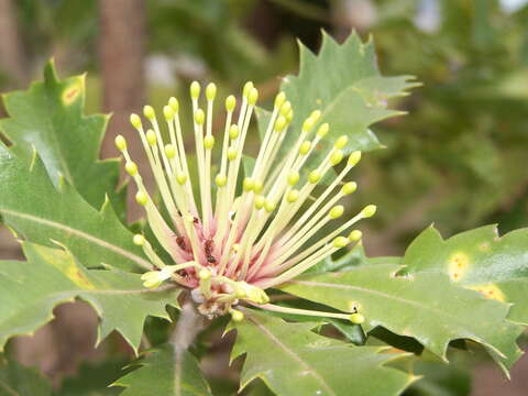 Image of holly-leaved banksia