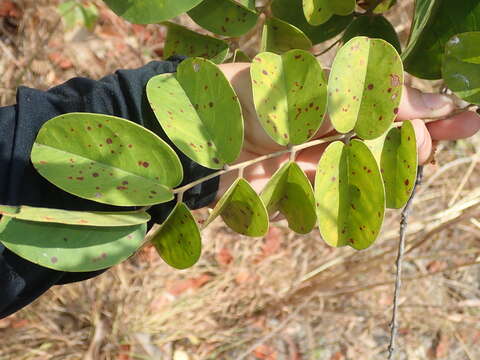 Image of Connarus suberosus Planch.