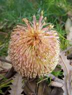 صورة Banksia