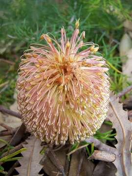 Image of Banksia