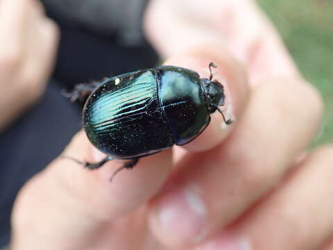 Слика од Geotrupes stercorarius (Linnaeus 1758)