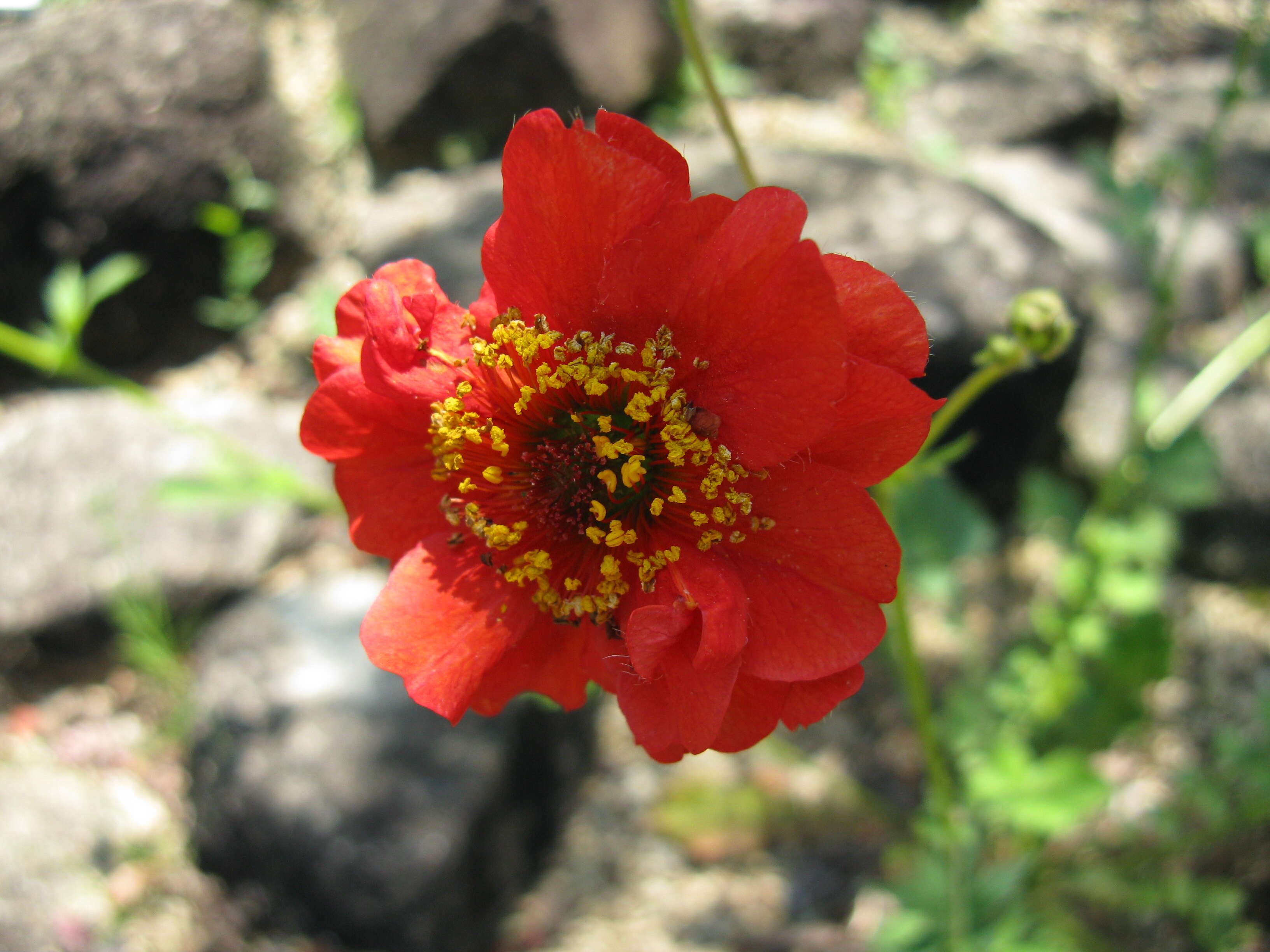 Image of Geum coccineum Sibth. & Sm.