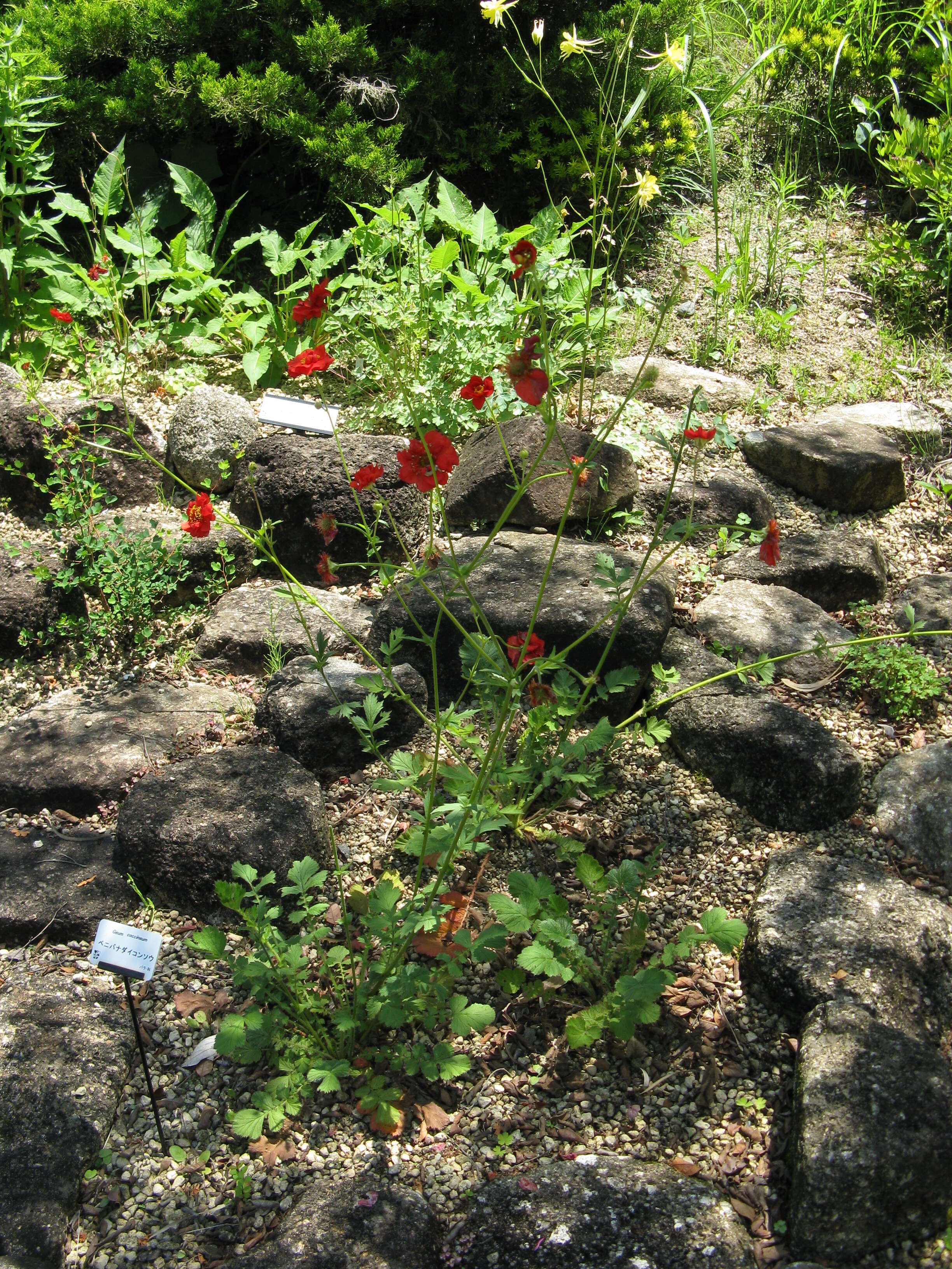 Image of Geum coccineum Sibth. & Sm.