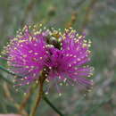 Image of Melaleuca nematophylla F. Müll. ex L. A. Craven