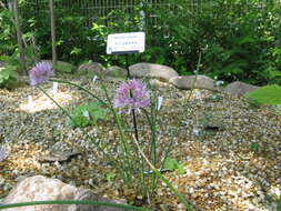 Image of wild chives