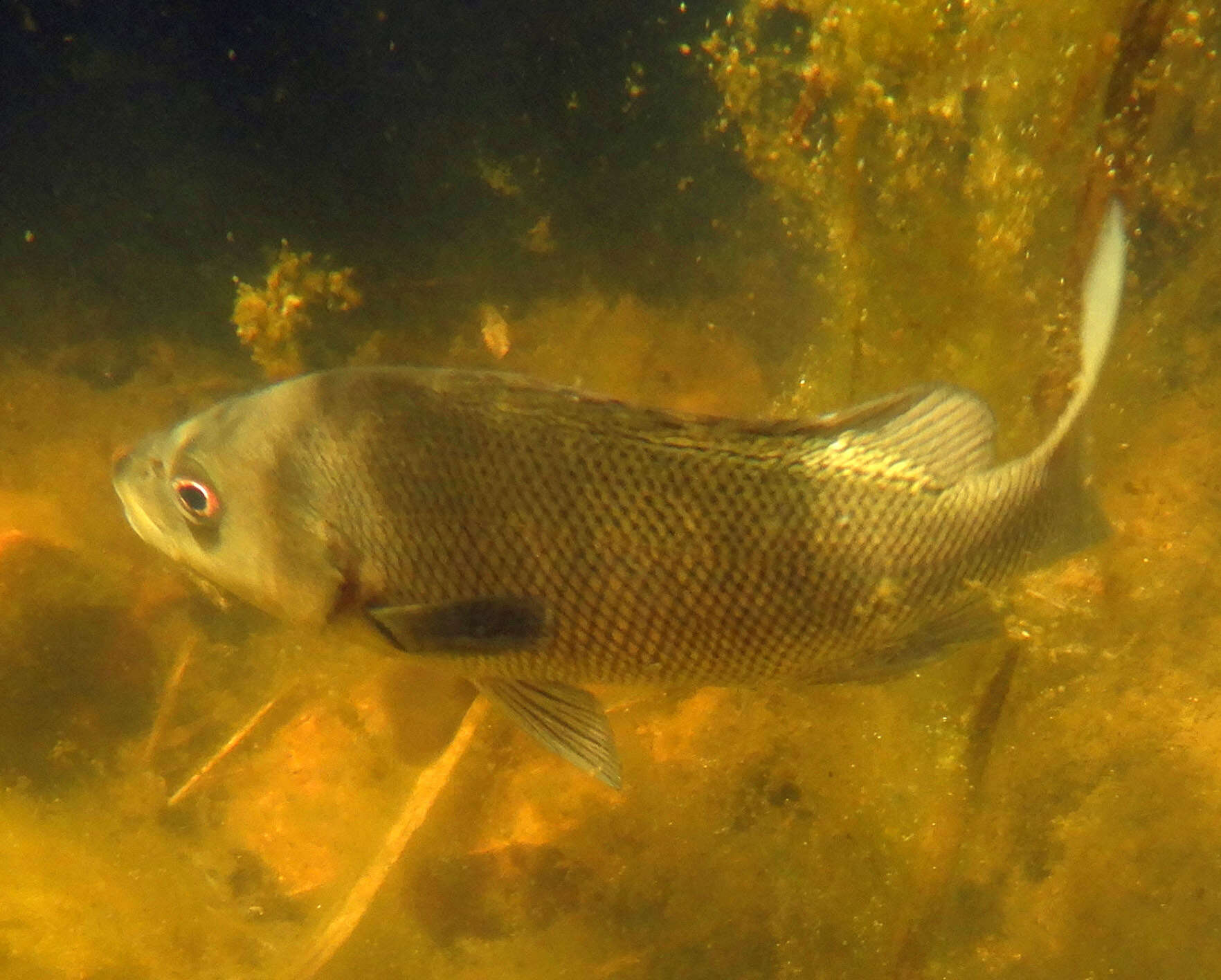 Image of Jenkin&#39;s sooty grunter