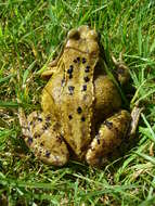 Image of Common frog