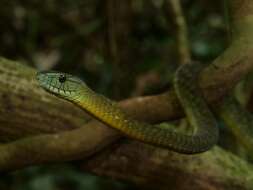 Image of Dendroaspis jamesoni kaimosae Loveridge 1936