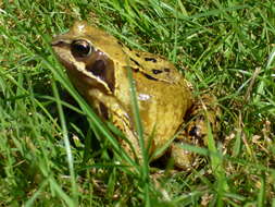 Image of Common frog