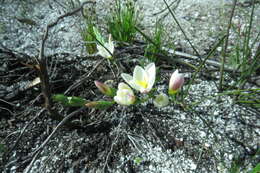 Image of Geissorhiza hispidula (R. C. Foster) Goldblatt