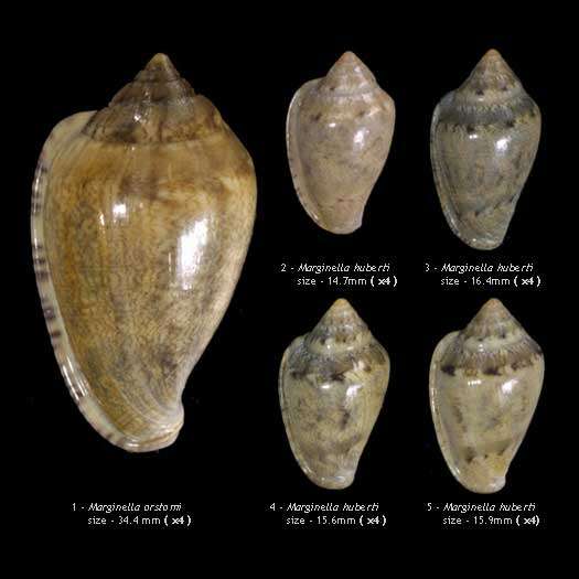 Image of Marginella Lamarck 1799