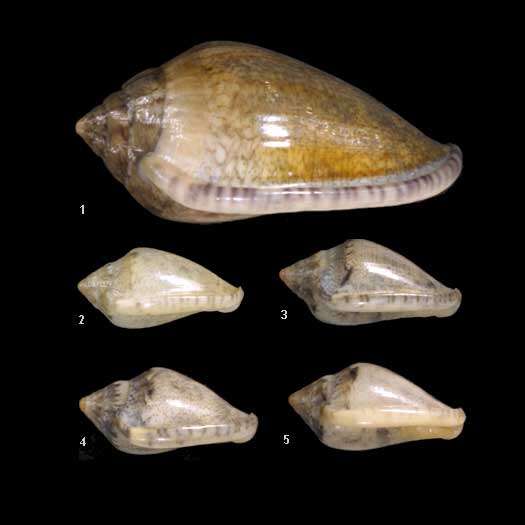 Image of Marginella Lamarck 1799