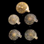 Image of Marginella Lamarck 1799