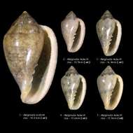 Image of Marginella Lamarck 1799